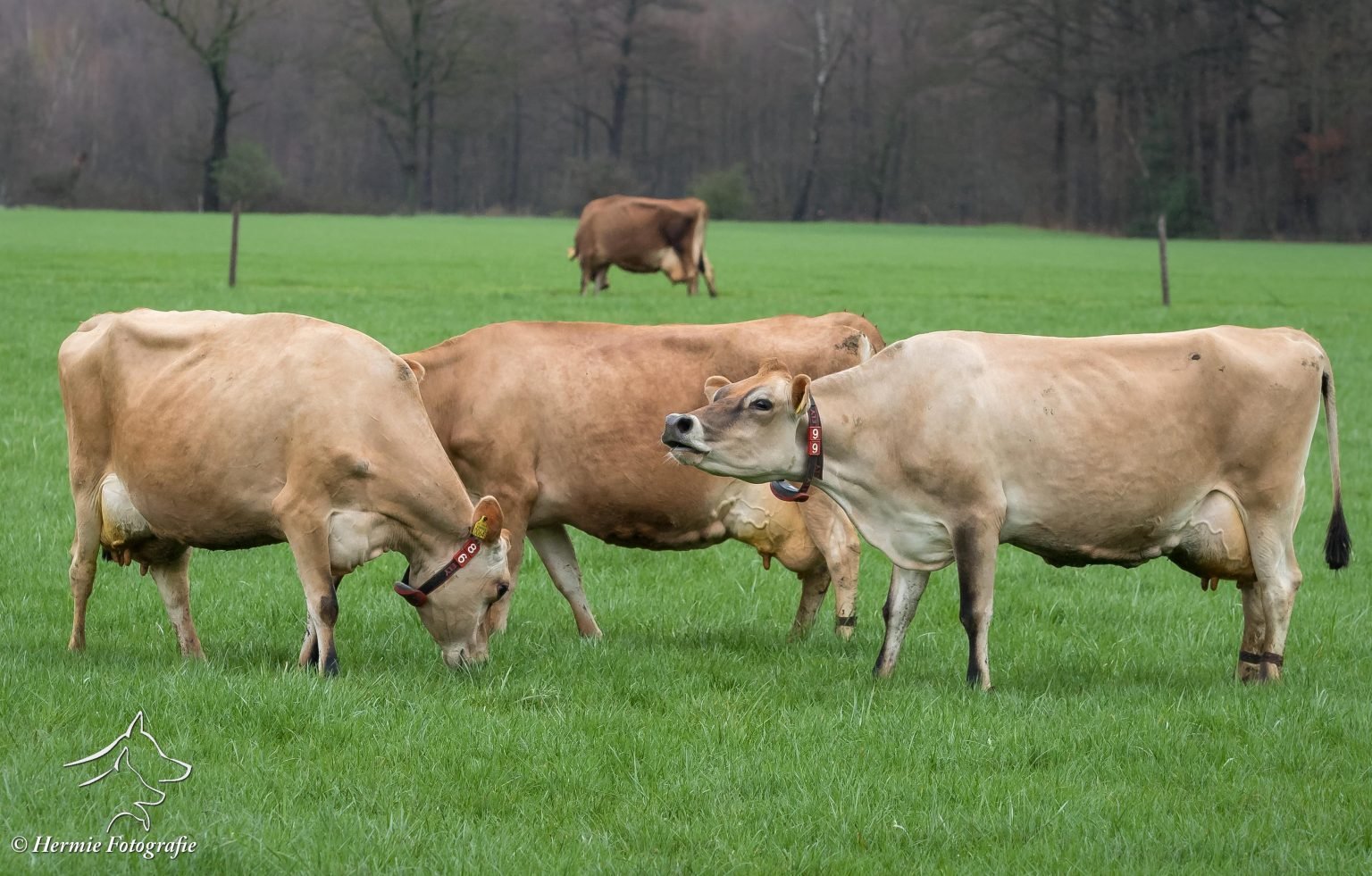 jersey koeien richting de wei