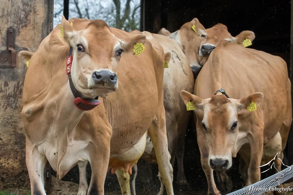 meerdere jersey koeien